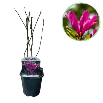 Magnolia Susan - Fleurs rose foncé - 1 plant - Caduc - Entretien facile - Pot de 17 cm, hauteur 45 cm