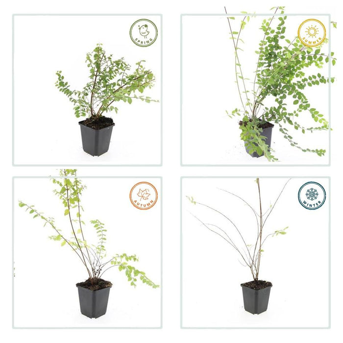 Symphoricarpos ch. 'Hancock' - ↕10-25cm - Ø9cm - 24x