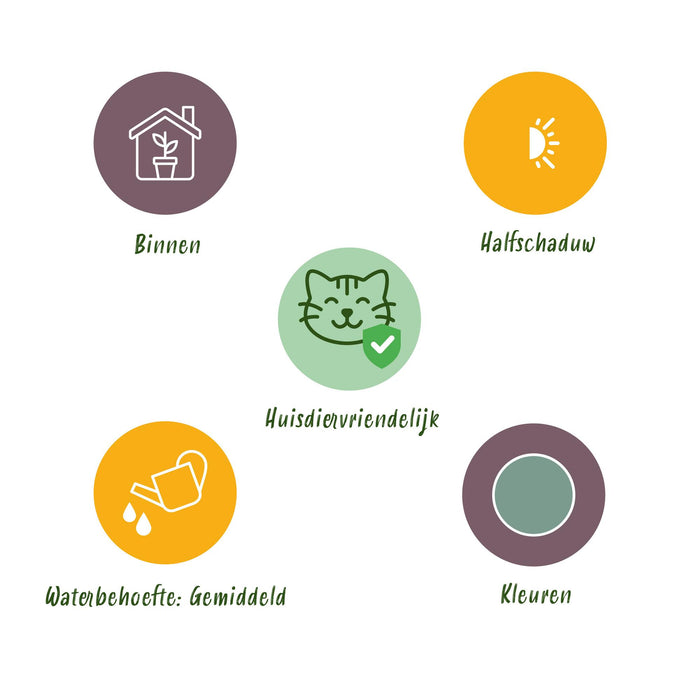 Phlebodium aureum Blue Star - Blauwe Varen - Huisdiervriendelijk - Blauw - 4 Planten - Pot 12cm - Hoogte 25-30cm