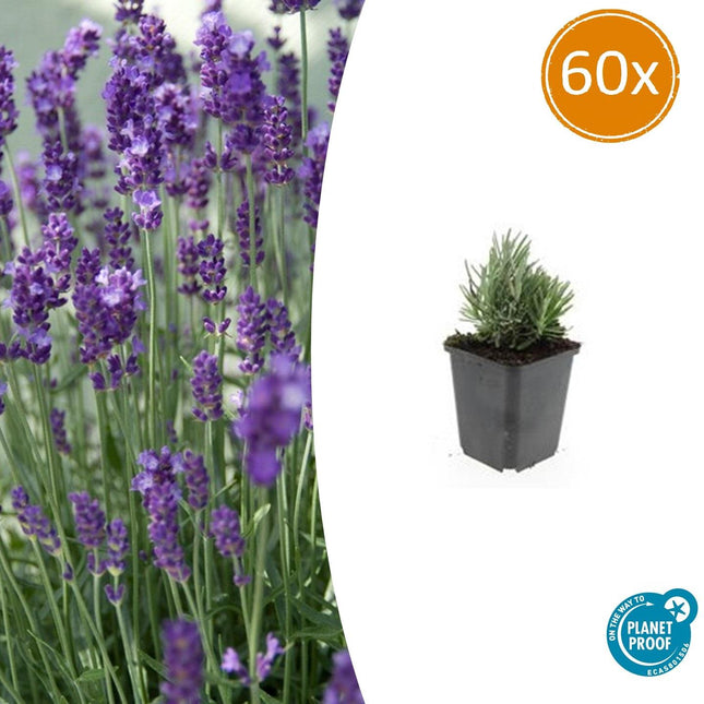 Lavandula Angustifolia 'Dværgblå' - ↕10-25cm - Ø9cm - 60x