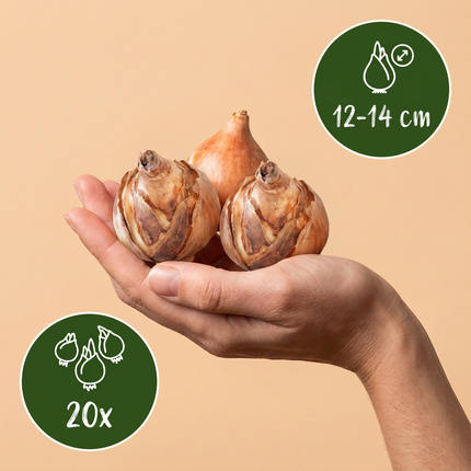 20x Narcissus Recurvus - Bloembollen - Witte fakkelnarcis - Wit - Voorjaarsbloeier - Bolmaat 12/14
