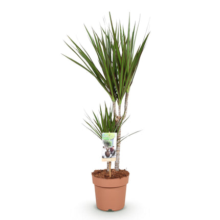 Dracaena Marginata – Drachenbaum – Topf 17 cm – Höhe 70–80 cm