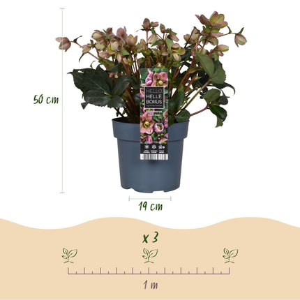 Lenzrose (Helleborus 'Angels Glow') – Rosa Blüte – Immergrün – Topf: 19 cm, Höhe: 50 cm