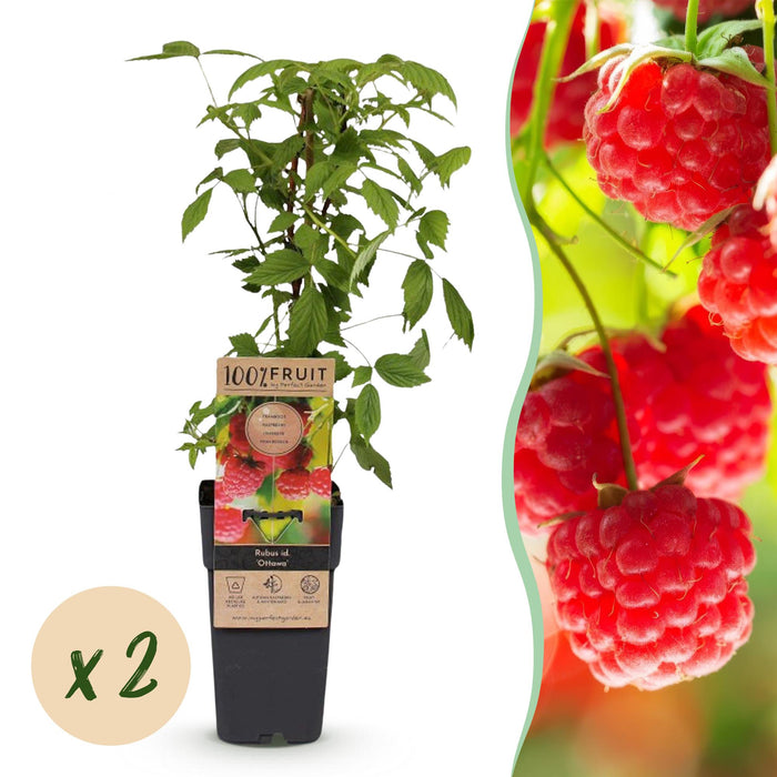 Rubus idaeus Ottawa - Hindbærplante - Hårdfør - Rød hindbær - 2 planter - 15 cm potte - Højde 50 cm