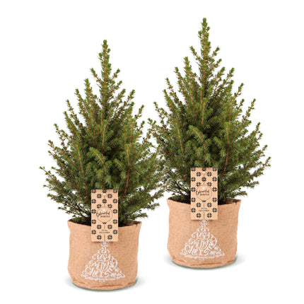 2x Picea glauca Conica - Kegelspar - Groen - Kerstboom - incl. jute zak - Ø17cm - ↕65cm