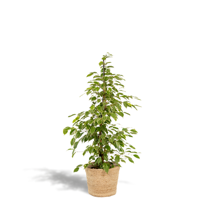 Ficus Benjamina Goldenking in Mand Selin - ↕95cm - Ø21cm