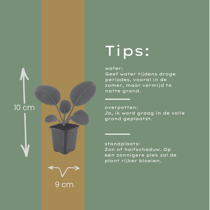 60x Bergenia cordifolia - ↕10-25cm - Ø9cm