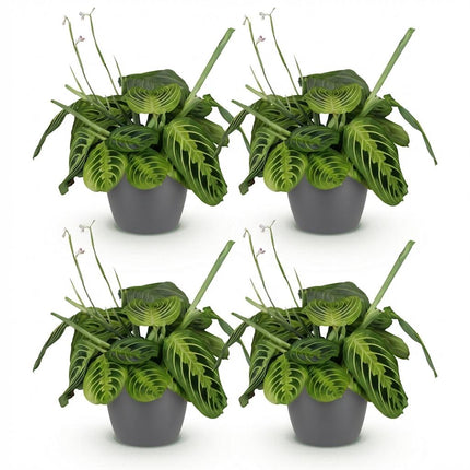 Maranta Fascinator Lemon Lime - Gebedsplant - met grijze plantenpotten - ↕25cm - Ø12cm - 4x