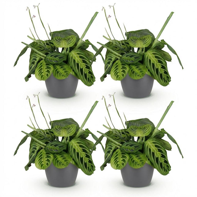 Maranta Fascinator Lemon Lime - Gebedsplant - met grijze plantenpotten - ↕25cm - Ø12cm - 4x