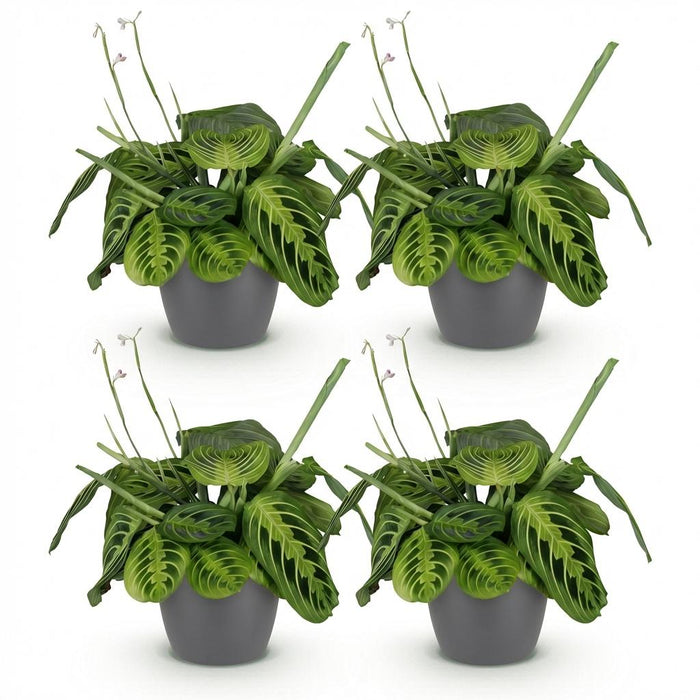 Maranta Fascinator Lemon Lime - Gebedsplant - met grijze plantenpotten - ↕25cm - Ø12cm - 4x