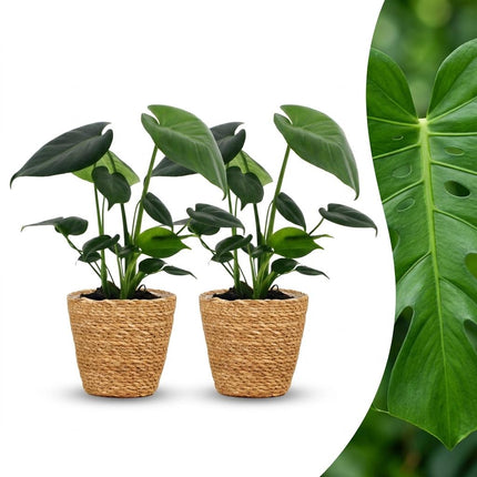 Monstera Deliciosa - Gatenplant - 2x- met Zeegras Mand - Pot 12cm - Hoogte 30cm