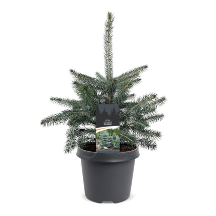 Picea pungens Glauca - Blauwe spar - Blauw - Kerstboom - Ø23cm - ↕60cm