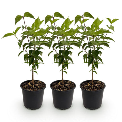 Cornus kousa chinensis - Bloem Wit - ↕35cm - Ø12cm - 3x