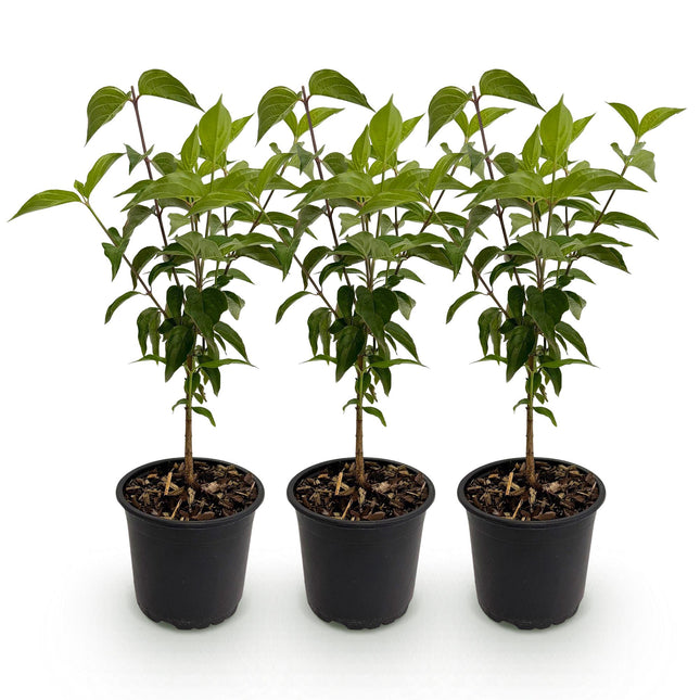 Cornus kousa chinensis - Flower White - ↕35cm - Ø12cm - 3x