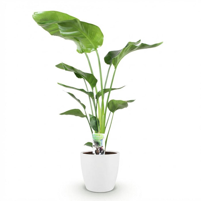 Strelitzia Nicolai - Paradijsvogelplant - met witte plantenpot - ↕110-120cm - Ø21cm