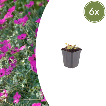 Geranium sanguineum 'Max Frei' - Bloedooievaarsbek - ↕10-25cm - Ø9cm - 6x