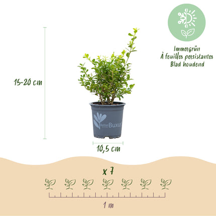 Żywopłot z bukszpanu - BetterBuxus Babylon Beauty - odporny na grzyba bukszpanowego - 2 metry liniowe - ↕25-30 cm - Ø10,5 cm - 14x