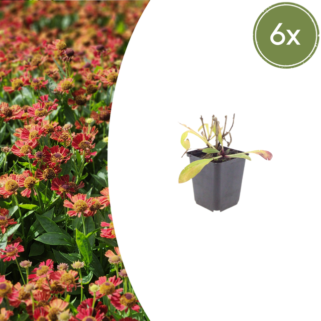 Zonnekruid - Helenium 'Moerheim Beauty' - ↕10-25cm - Ø9cm - 6x