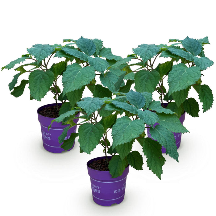 Hydrangea arborescens FlowerWOW - Hydrangea - Hardy - White - 3 Plants - 14cm Pot - Height 20-30cm