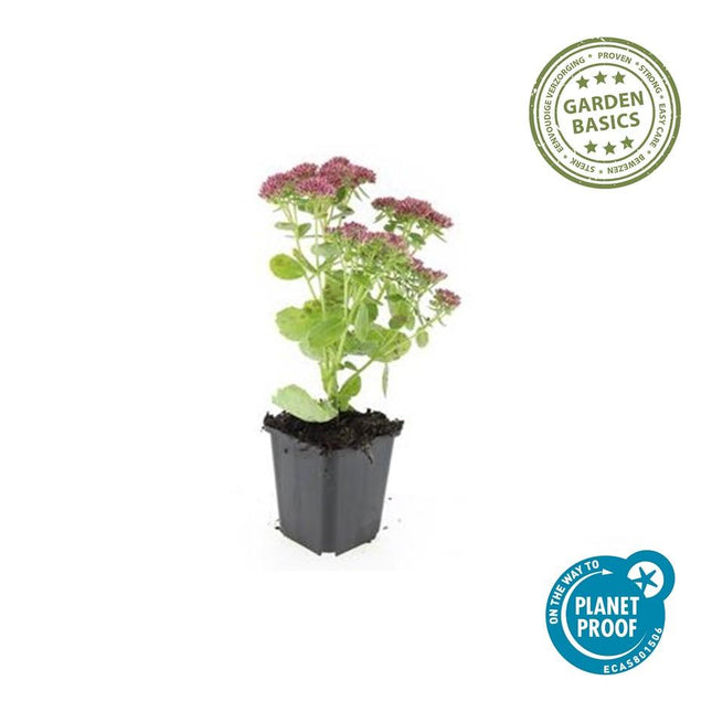 Sedum 'Herbstfreude' - Sky Key - ↕10-25cm - Ø9cm - 12x