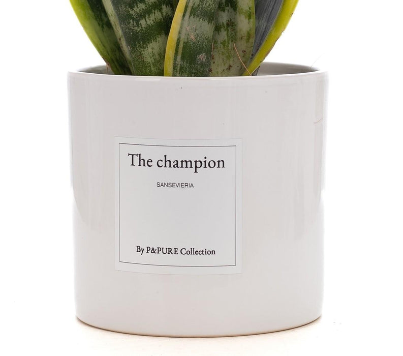 Sansevieria Gift "The Champion" met wenskaart - Ø12cm - ↕30cm