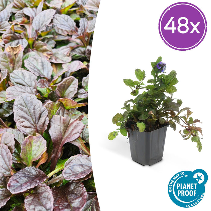 Ajuga reptans - Kruipend Zenegroen - ↕10-25cm - Ø9cm - 48x