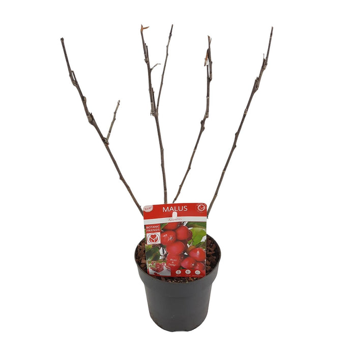 Malus 'Appletini' - Ø13cm - ↕10cm