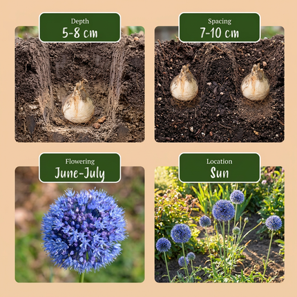 80x Allium Caeruleum - Bloembollen - Blauwe sieralui - Blauw - Zomerbloeier - Bolmaat 4/5