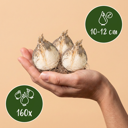 160x Bulb Garden Allium - Bloembollen - Bollentuinsierui - Diversen - Zomerbloeier - Bolmaat 10/12