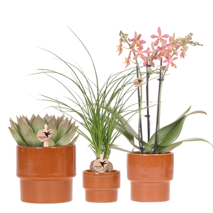 Kolibri Orchids | Plantenset Timeless Cognac - Phalaenopsis Orchidee Diamond Spider & Succulent & Beaucarnea