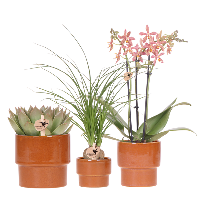 Kolibri Orchids | Plantenset Timeless Cognac - Phalaenopsis Orchidee Diamond Spider & Succulent & Beaucarnea