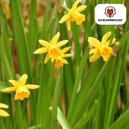 Daffodil Tête à Tête 25 pieces