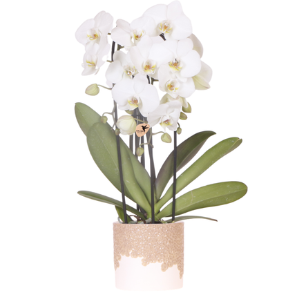 Storczyki kolibri | Biała orchidea z wodospadu Niagara + doniczka dekoracyjna z piaskiem Bloom – Ø12 cm