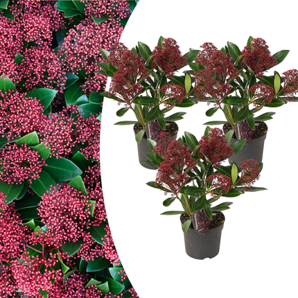 Skimmia 'Rubella' – ↕20-25 cm - Ø10.5 cm - 3x