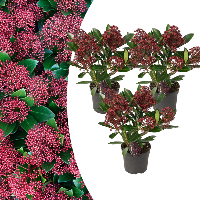 Skimmia 'Rubella' – ↕20-25 cm - Ø10,5 cm - 3x