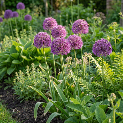 120x Allium Purple Sensation - Bloembollen - Sierui - Paars - Zomerbloeier - Bolmaat 10/12