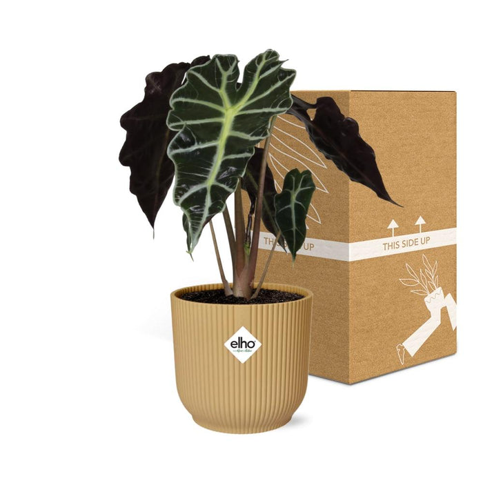 Alocasia ‘Polly’ in gele elho Vibes Fold - Ø14cm