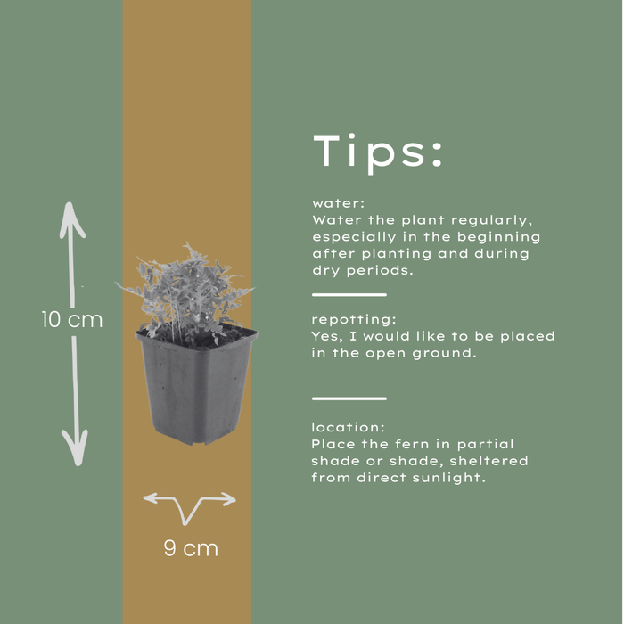 12x Polypodium vulgare - ↕10-25cm - Ø9cm