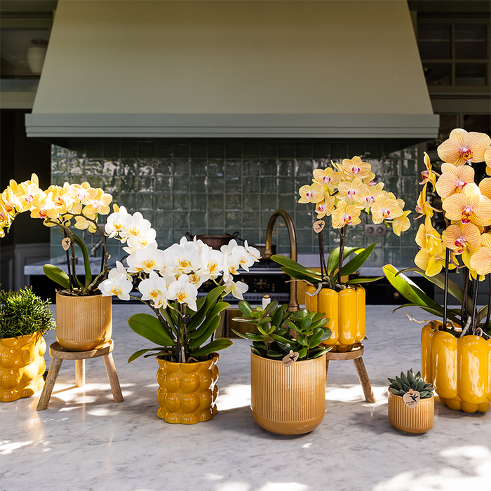 Kolibri Home | Cotton Shine sierpot - Yellow - Ø9cm