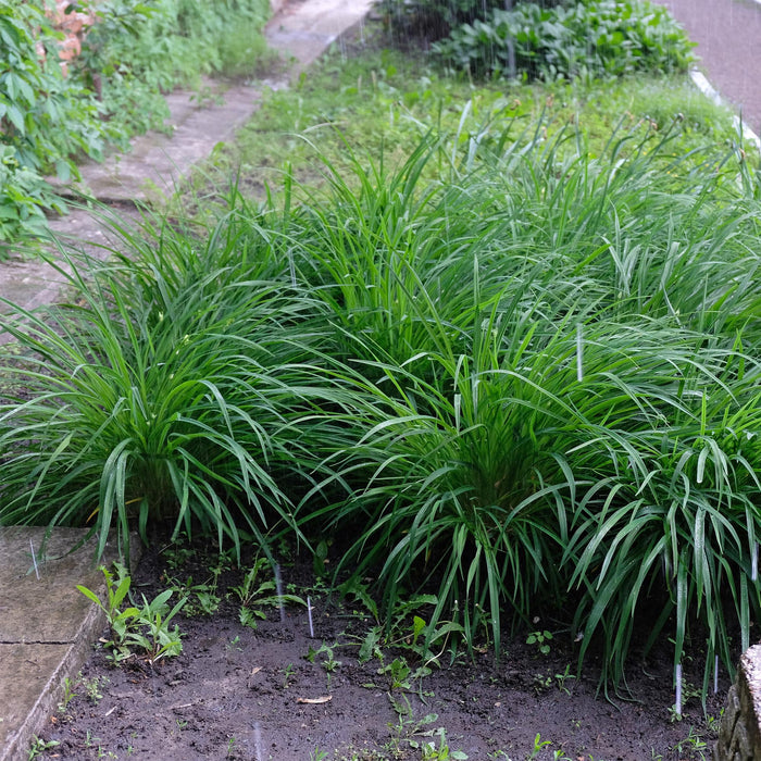 Siergrassen -  Carex morrowii Irish Green - Groen & Geel - 4 Planten - Bladhoudend - Weinig Onderhoud - Pot 17cm Hoogte 50cm