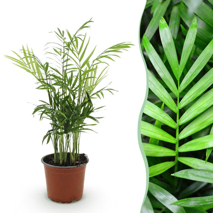 Chamaedorea Elegans - Palma Dorada - ↕15cm - Ø12cm