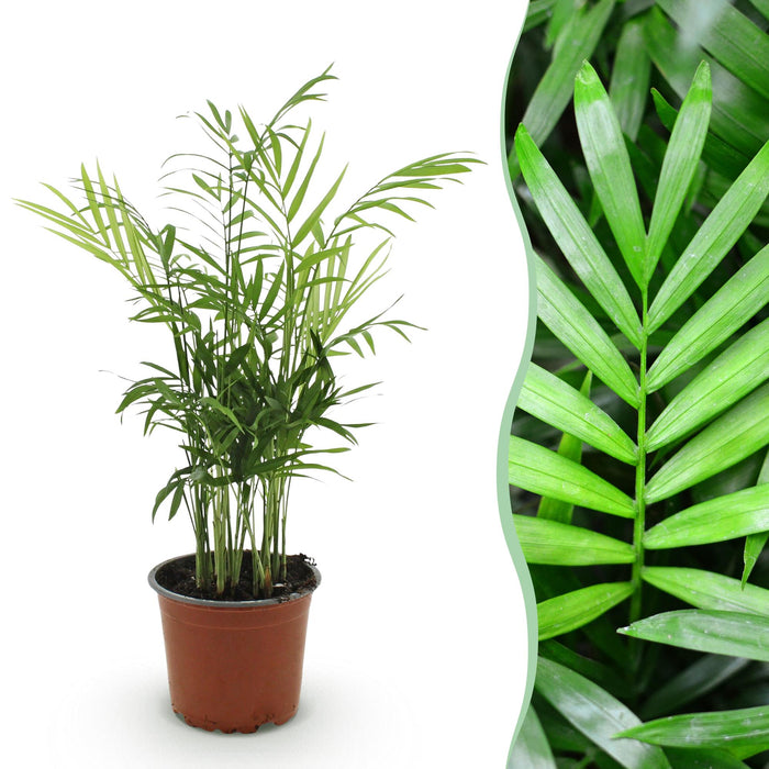Chamaedorea Elegans - Palma dorata - ↕15cm - Ø12cm