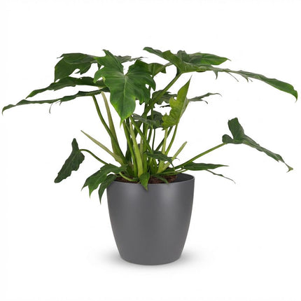 Philodendron Lacerum - met grijze pot - ↕65cm - Ø19cm