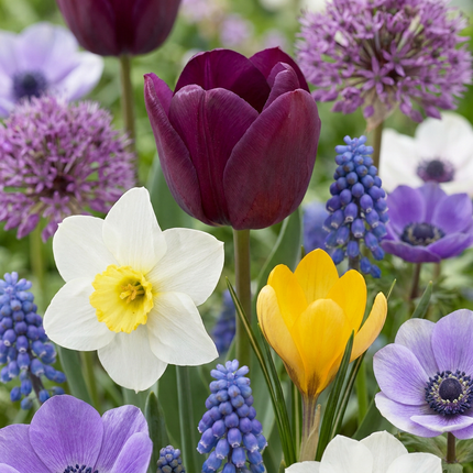 500x Bulb Garden Mix - Bloembollen - Bollentuinmix - Diversen - Zomerbloeier - Bolmaat 10/12