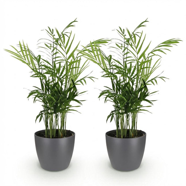 Chamaedorea elegans - Palma dorada - con macetas grises - ↕15cm - Ø12cm - 2x