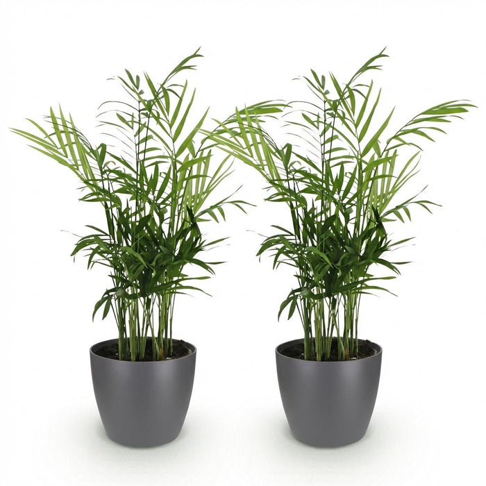 Chamaedorea elegans - Goudpalm - met grijze plantenpotten - ↕15cm - Ø12cm - 2x