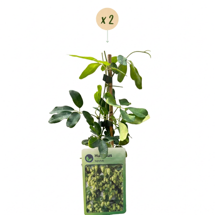 Humulus lup. Nordbrau - Noordbrouwhop 2x - Groen - Klimplant - Ø9cm - ↕35cm