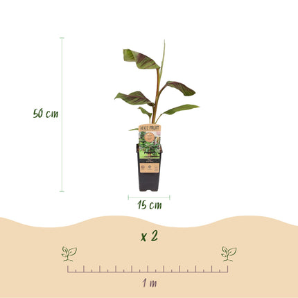 Japanse vezelbanaan - Musa Ever Red - ↕50cm - Ø15cm - 2x