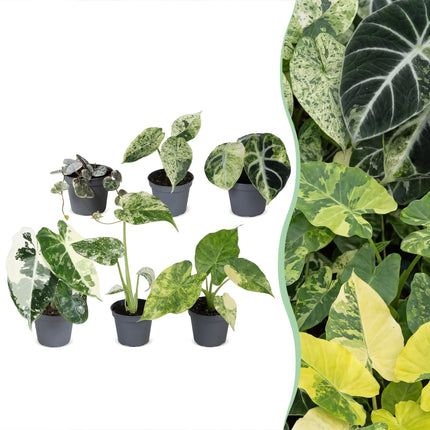Baby Planten Variegata Mix - Diversen 6x - Tropisch - Ø6cm - ↕10-15cm