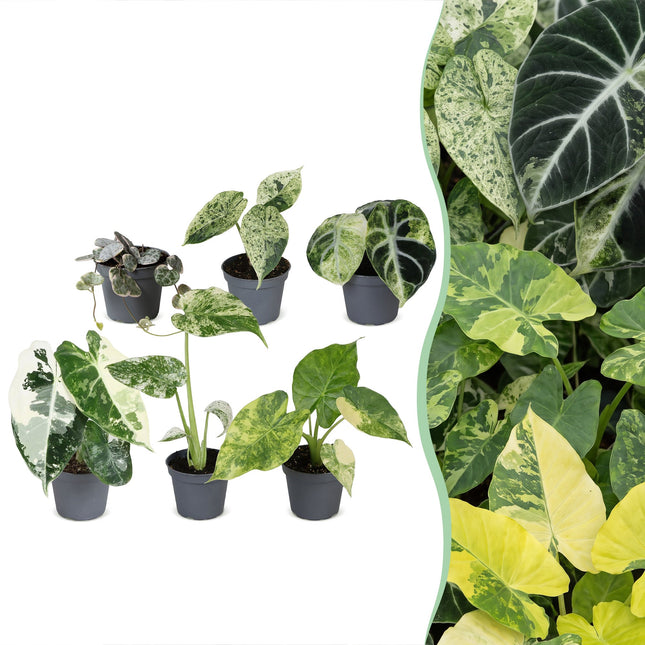 Baby Planten Variegata Mix - Diversen 6x - Tropisch - Ø6cm - ↕10-15cm